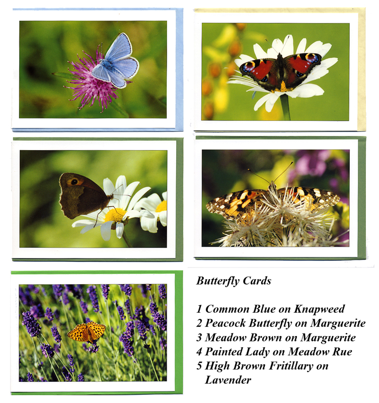 Butterfly Cards - any occasion greetings cards