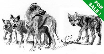 White Fang White Fang