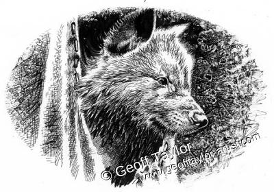Wolf Brother Wolf Brother