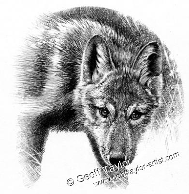 Project X The Lone Wolf Project X The Lone Wolf