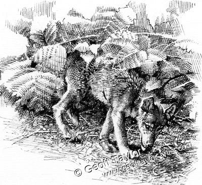 Project X The Lone Wolf Project X The Lone Wolf