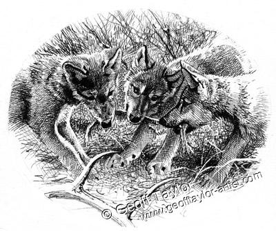 Project X The Lone Wolf Project X The Lone Wolf