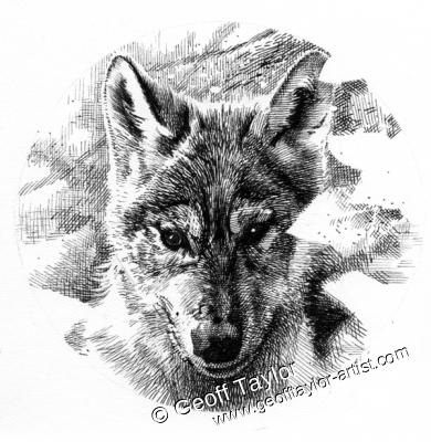 Wolf Cub (portrait)