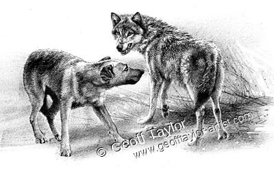 White Fang White Fang