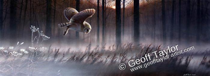 Barn Owl