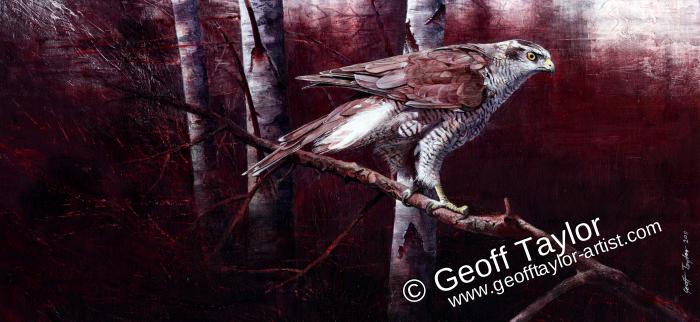 Goshawk Goshawk