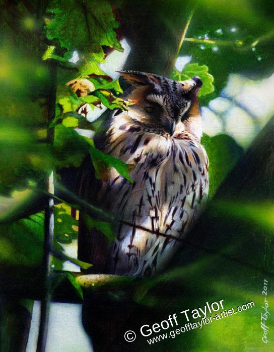 Owl Nap Owl Nap