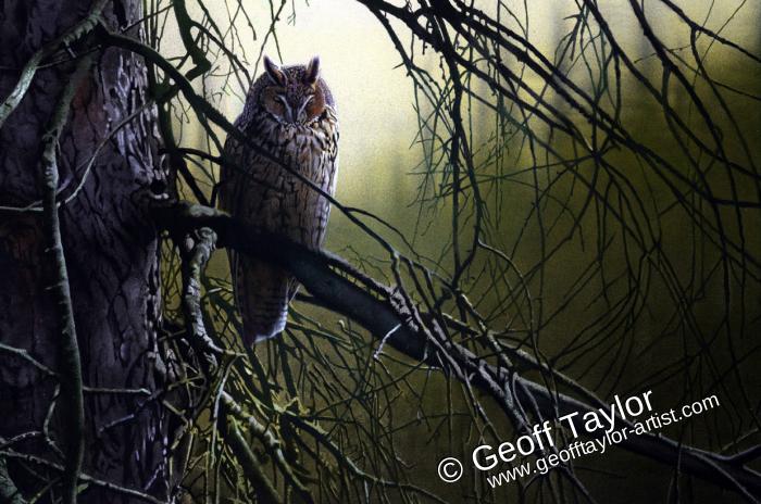 Sleeping Long Eared Owl Sleeping Long Eared Owl
