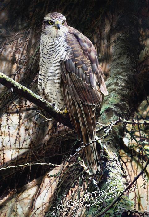 Sparrowhawk Sparrowhawk