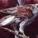 Goshawk detail of plummage. - art by Geoff Taylor