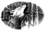 Wolf Brother by Michelle Paver chapter 2 - art by Geoff Taylor Wolf Brother by Michelle Paver chapter 2 - art by Geoff Taylor