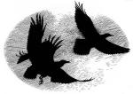 Ravens Flying Overhead, from Wolf Brother by Michelle Paver - art by Geoff Taylor Ravens Flying Overhead, from Wolf Brother by Michelle Paver - art by Geoff Taylor
