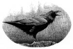 Raven, from Wolf Brother by Michelle Paver - art by Geoff Taylor Raven, from Wolf Brother by Michelle Paver - art by Geoff Taylor