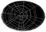 Spider's Web, from Wolf Brother by Michelle Paver - art by Geoff Taylor Spider's Web, from Wolf Brother by Michelle Paver - art by Geoff Taylor