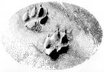 Wolf Tracks, from Wolf Brother by Michelle Paver - art by Geoff Taylor Wolf Tracks, from Wolf Brother by Michelle Paver - art by Geoff Taylor