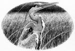 Spirit Walker chapter 5 - art by Geoff Taylor Spirit Walker chapter 5 - art by Geoff Taylor