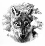 Wolf Cub (portrait) - art by Geoff Taylor