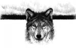 White Fang page 1 - art by Geoff Taylor White Fang page 1 - art by Geoff Taylor