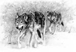 White Fang page 3 - art by Geoff Taylor White Fang page 3 - art by Geoff Taylor
