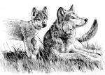 White Fang page 27 - art by Geoff Taylor White Fang page 27 - art by Geoff Taylor