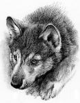 White Fang page 33 - art by Geoff Taylor White Fang page 33 - art by Geoff Taylor