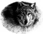 Wolf 03 - art by Geoff Taylor