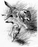 Lone Wolf