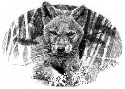 Wolf Brother Wolf Brother
