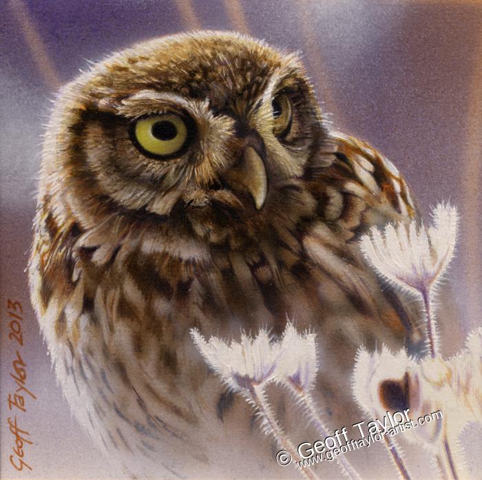 Little Owl 2013