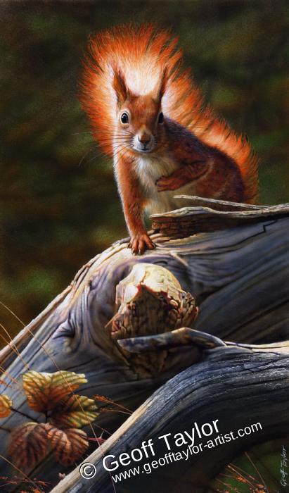 Red Squirrel (1) Red Squirrel (1)