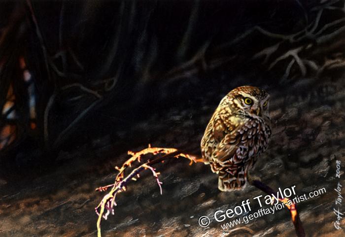 Little Owl on a Branch