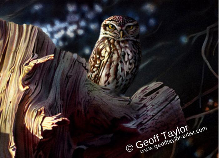 Little Owl on A Tree Stump Little Owl on A Tree Stump