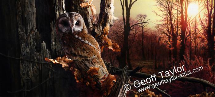 Dawnwatch - Tawny Owl Dawnwatch - Tawny Owl
