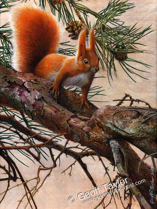Red Squirrel (2) Red Squirrel (2)