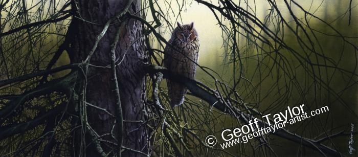 Sleeping Long Eared Owl