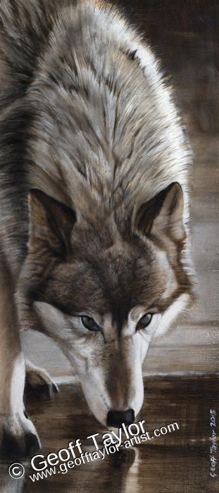 Wolf Drinking Wolf Drinking