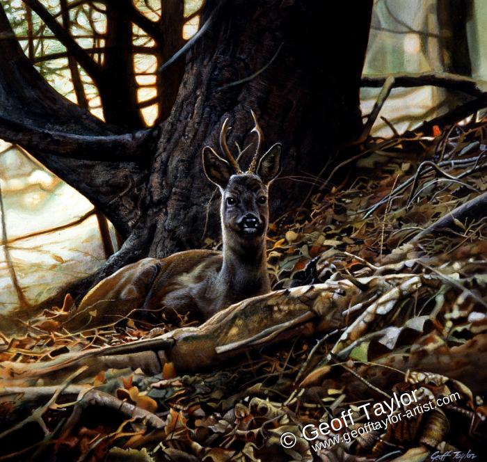 Roe Buck Resting