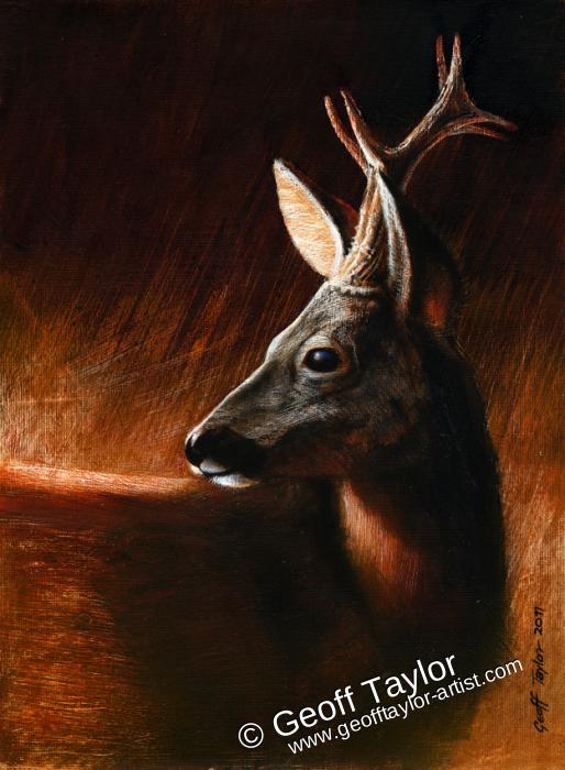 Roe Deer Buck - Sketch Roe Deer Buck - Sketch