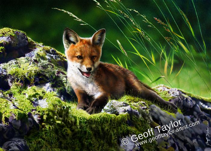 Fox Cub Fox Cub