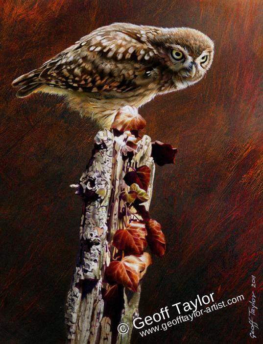 Little Owl Little Owl
