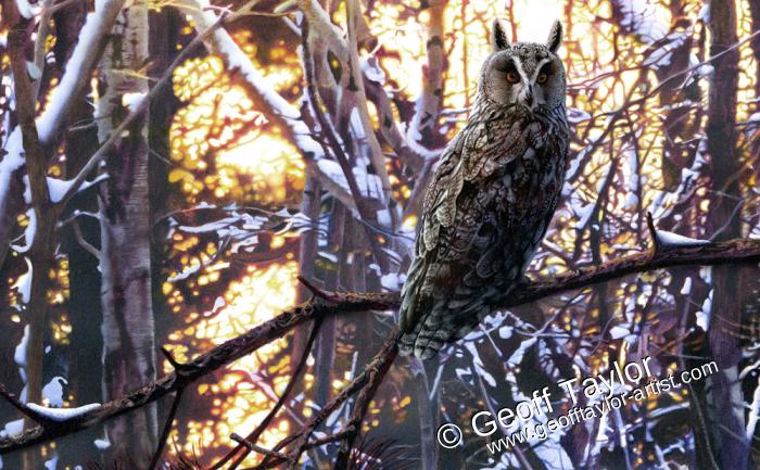 Long Eared Owl Long Eared Owl