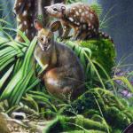 Pademelon and Eastern Spotted Quolls - art by Geoff Taylor