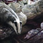 Detail Image of Badgers painting by Geoff Taylor - art by Geoff Taylor