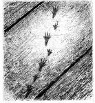 mouse footsteps on dusty floorboards - art by Geoff Taylor