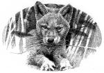 Wolf Cub Chewing Grass, from Wolf Brother by Michelle Paver - art by Geoff Taylor Wolf Cub Chewing Grass, from Wolf Brother by Michelle Paver - art by Geoff Taylor